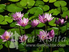 Boy Rishta proposal for marriage in  